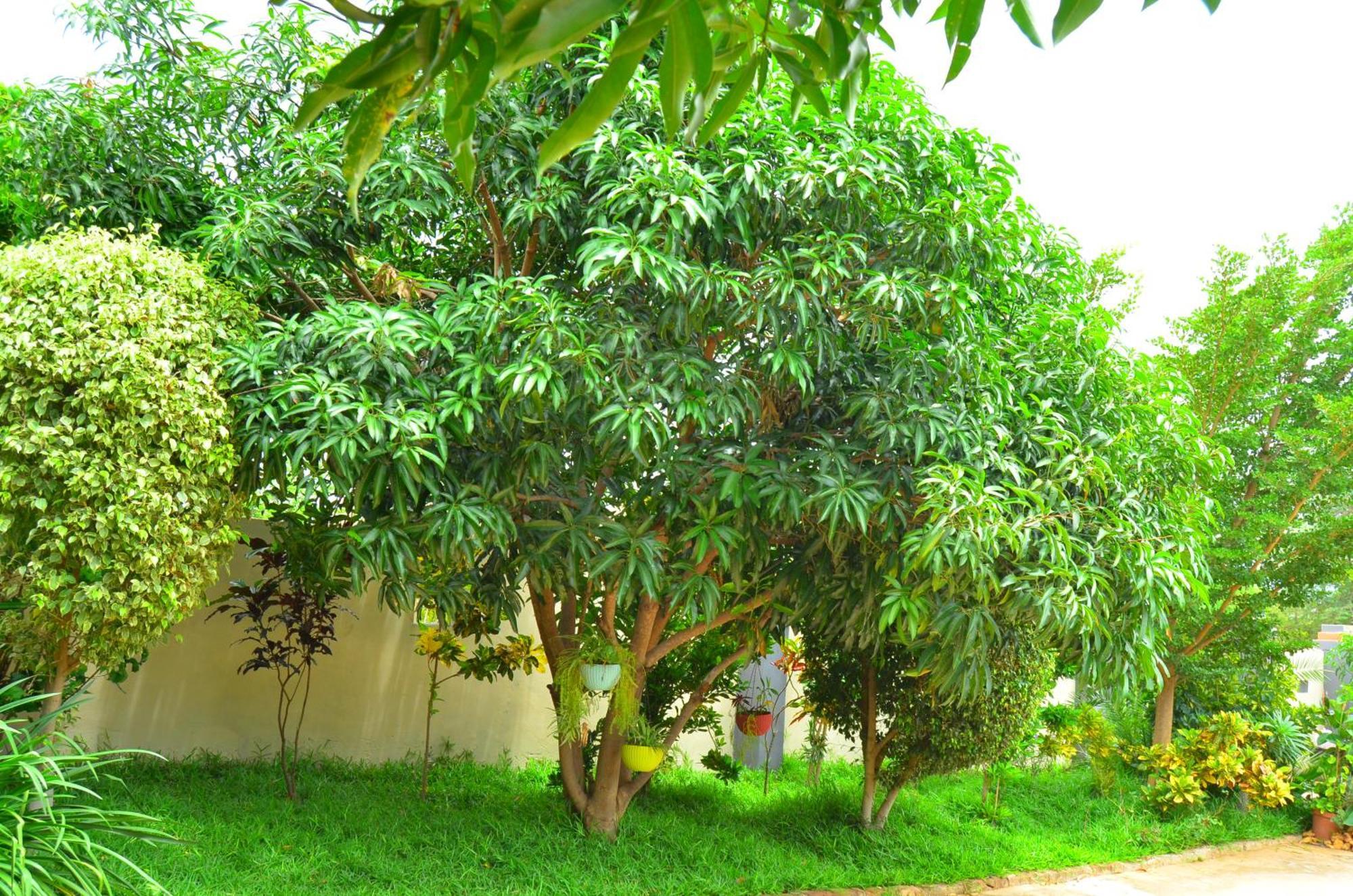 Chobe Kulotu Guest House Kasane Εξωτερικό φωτογραφία